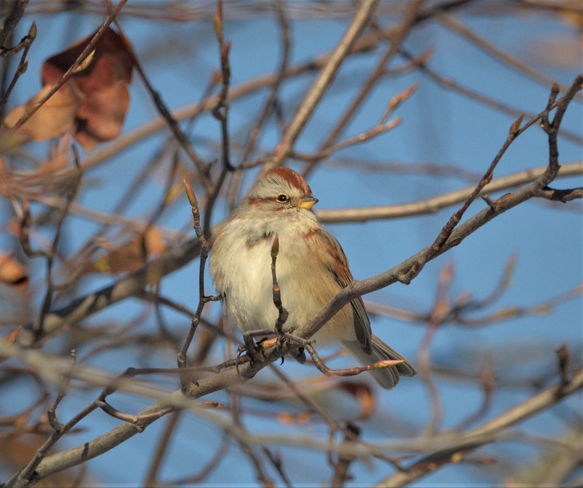 American Tree Sparrow - Heather Pickard