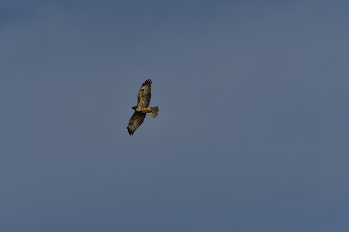 Red-tailed Hawk - Layton Pace