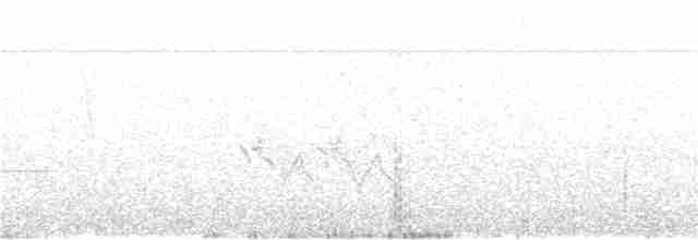 Brushland Tinamou - ML124802691