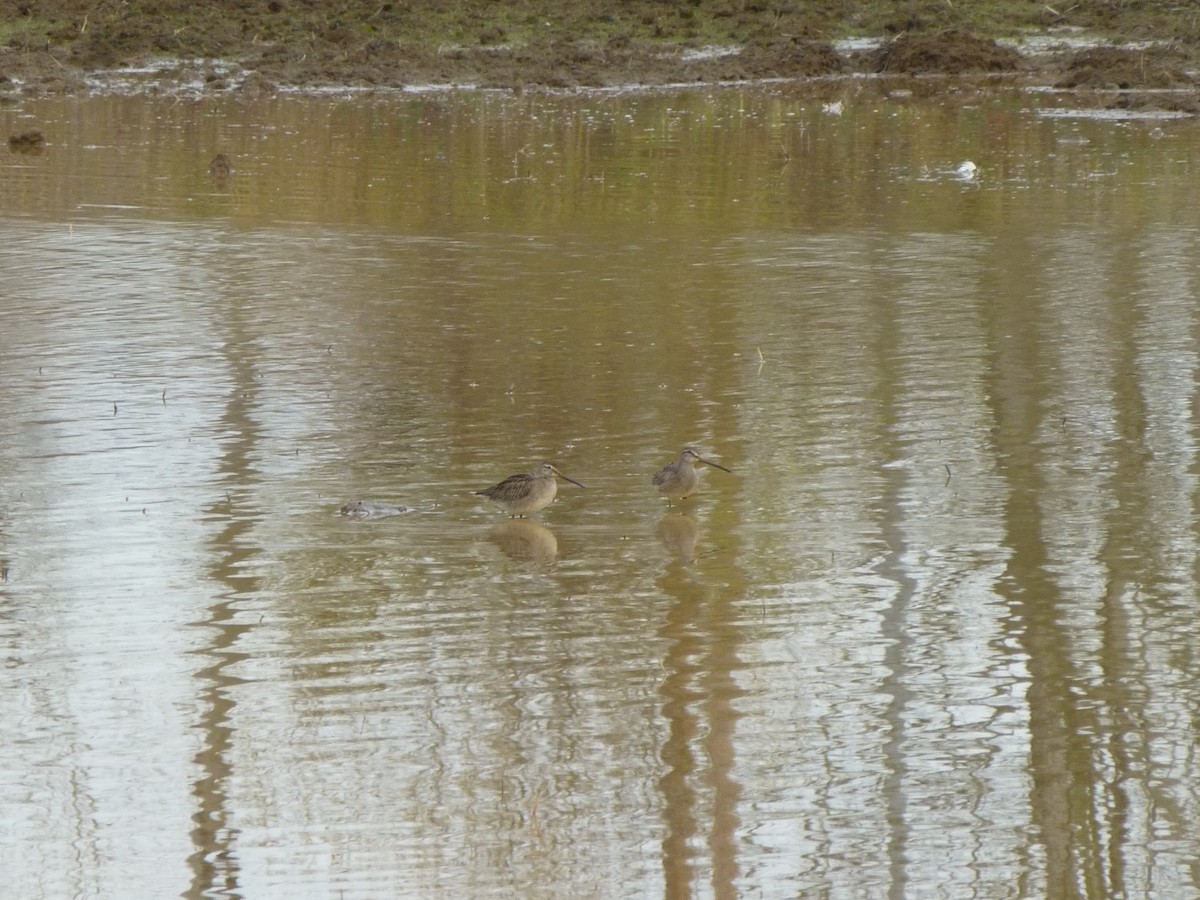 Long-billed Dowitcher - ML124803151