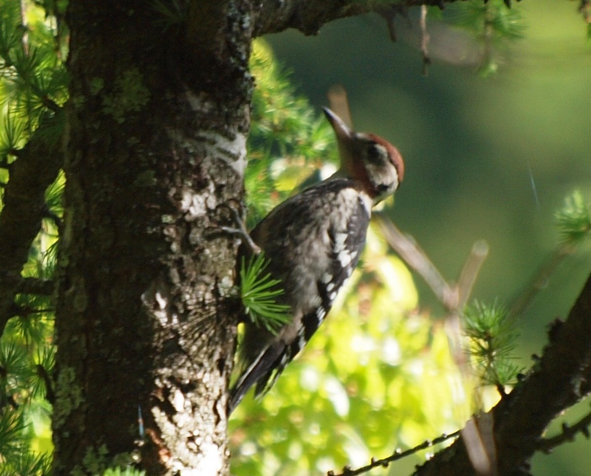 White-backed Woodpecker - ML124804561