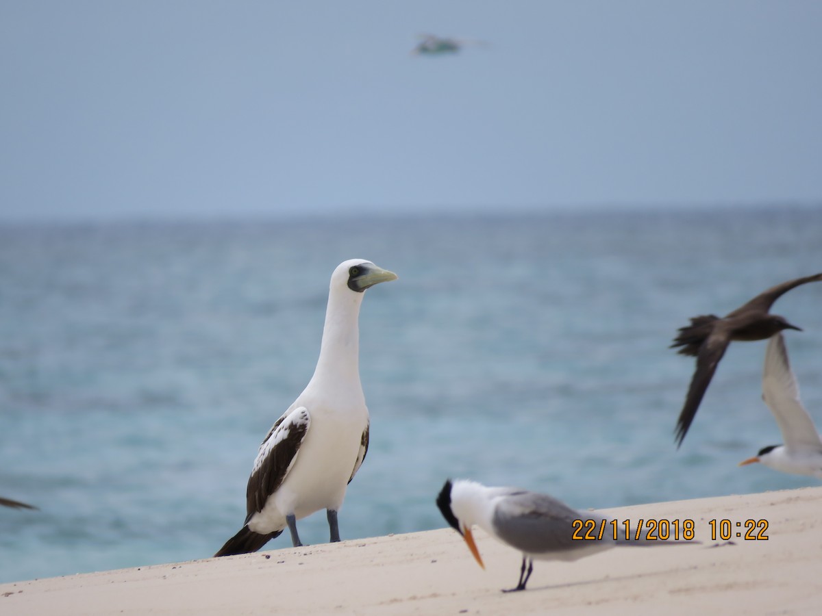 Masked Booby - ML124805431