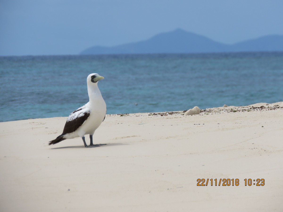 Masked Booby - Norton Gill