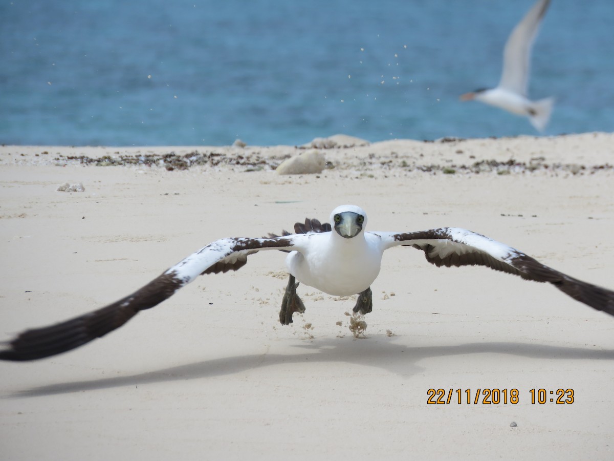 Masked Booby - ML124805471