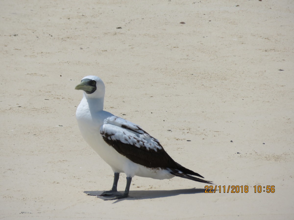 Masked Booby - ML124805511