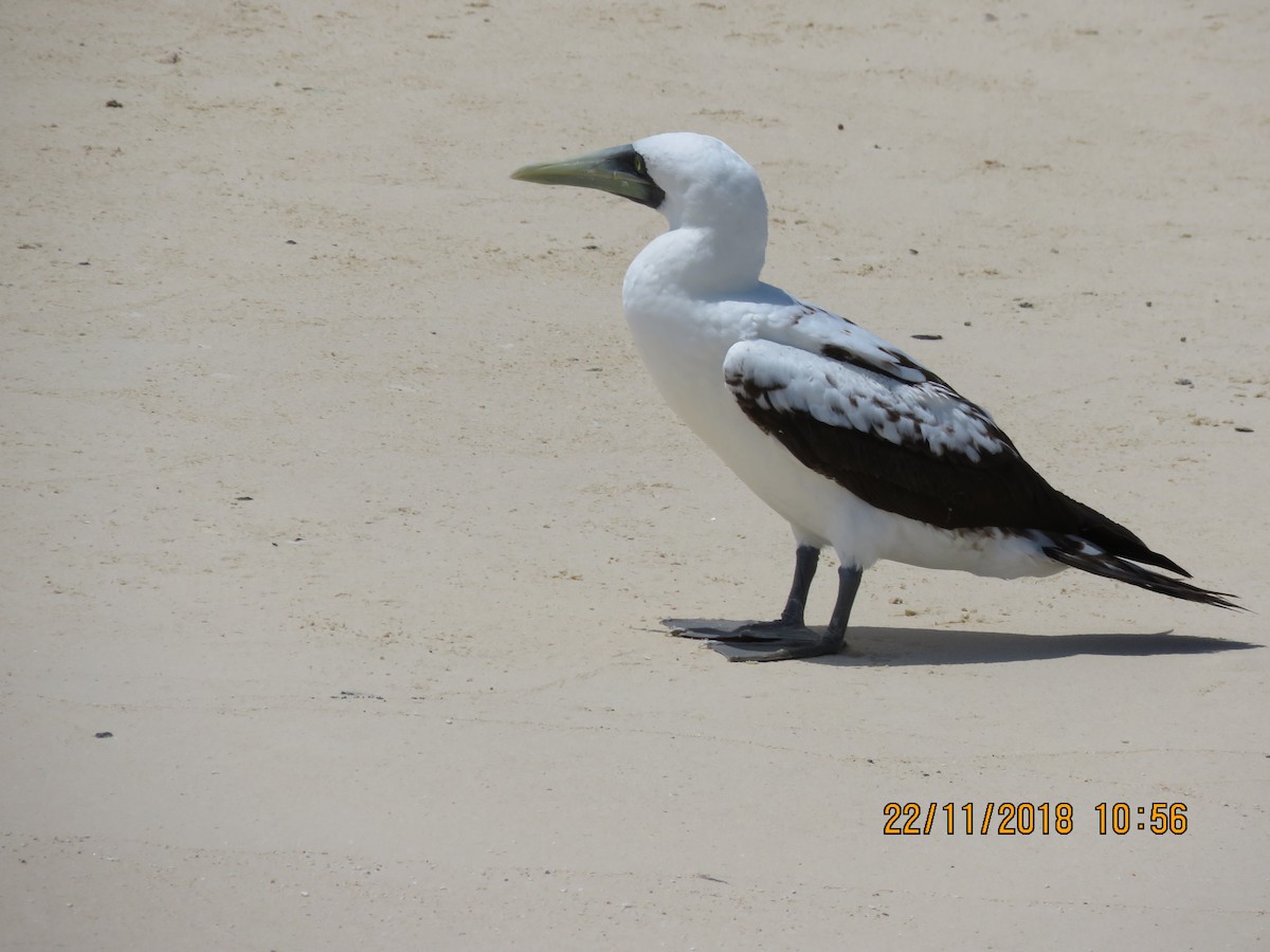 Masked Booby - ML124805531