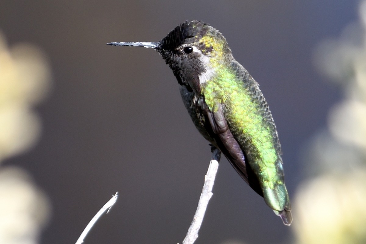 Anna's Hummingbird - ML124805901