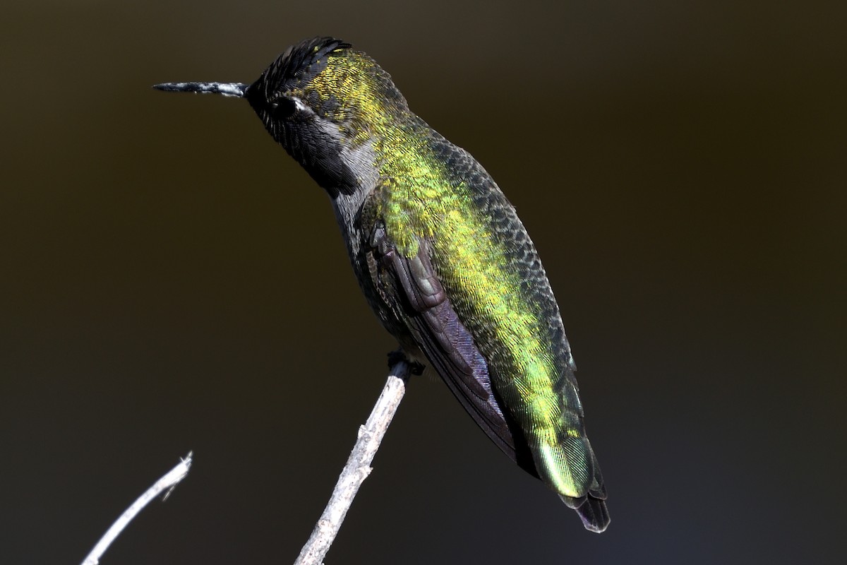 Anna's Hummingbird - ML124805911