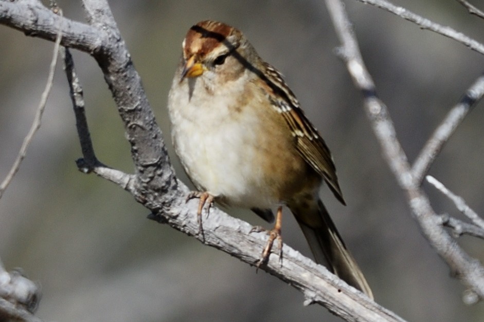 White-crowned Sparrow - ML124806851