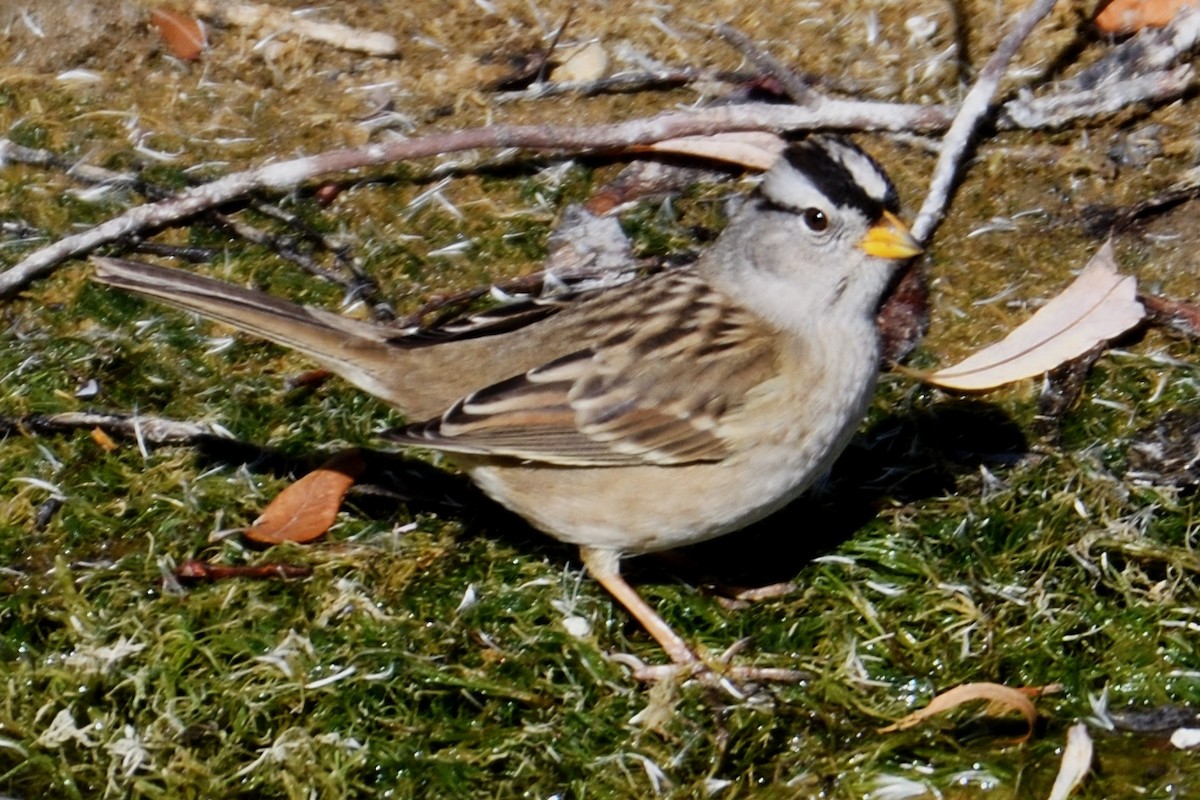 White-crowned Sparrow - ML124806861