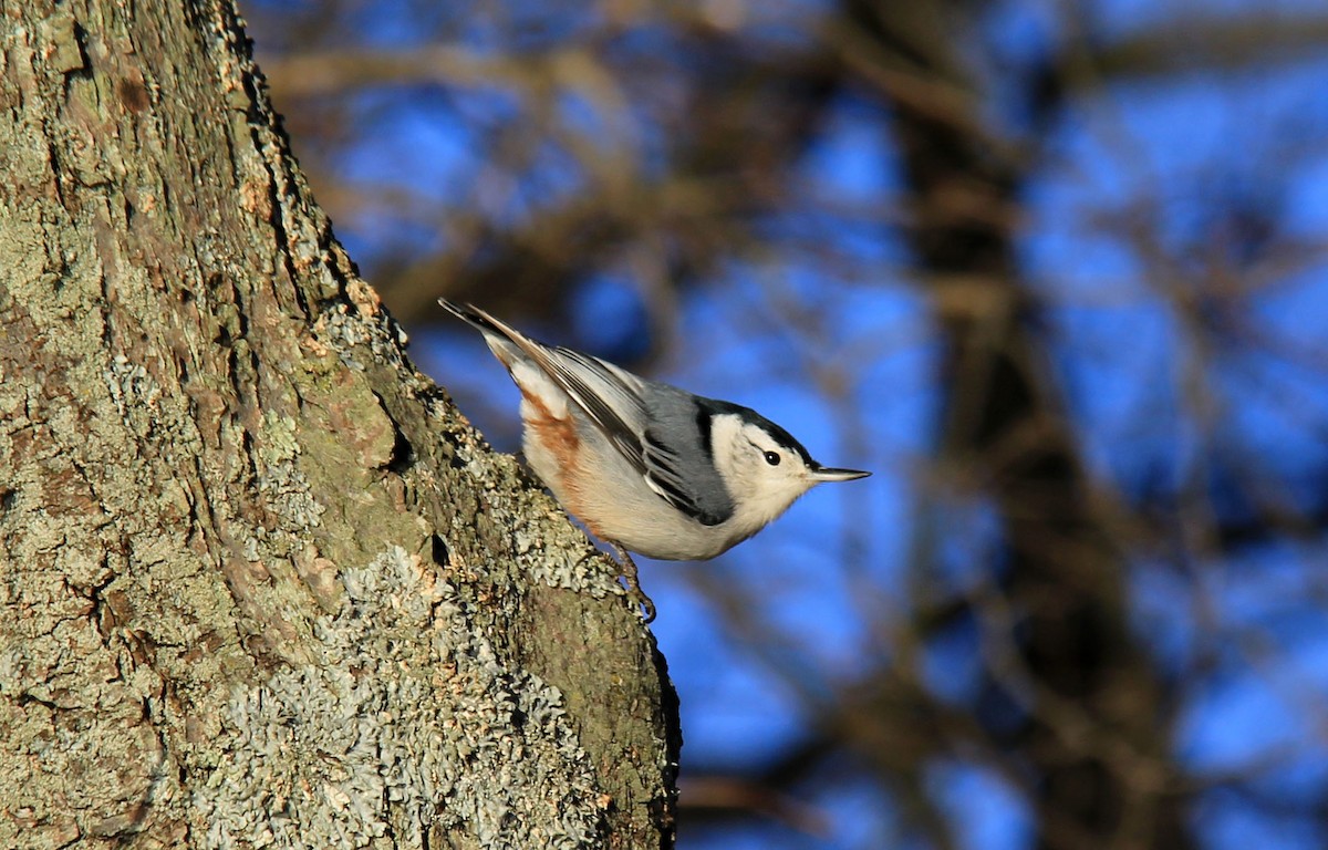 White-breasted Nuthatch - Stefan Mutchnick