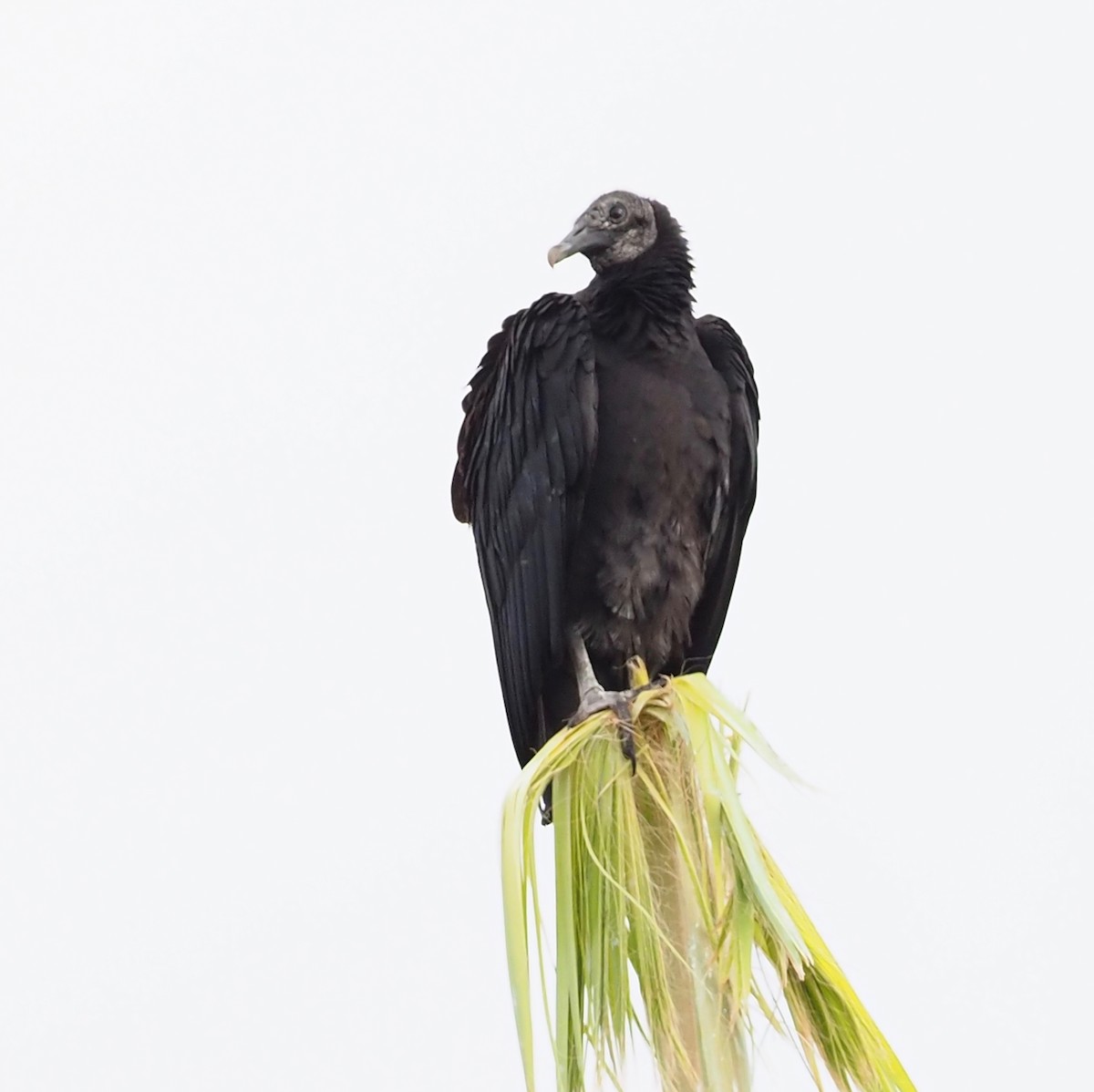 Black Vulture - John Anderson