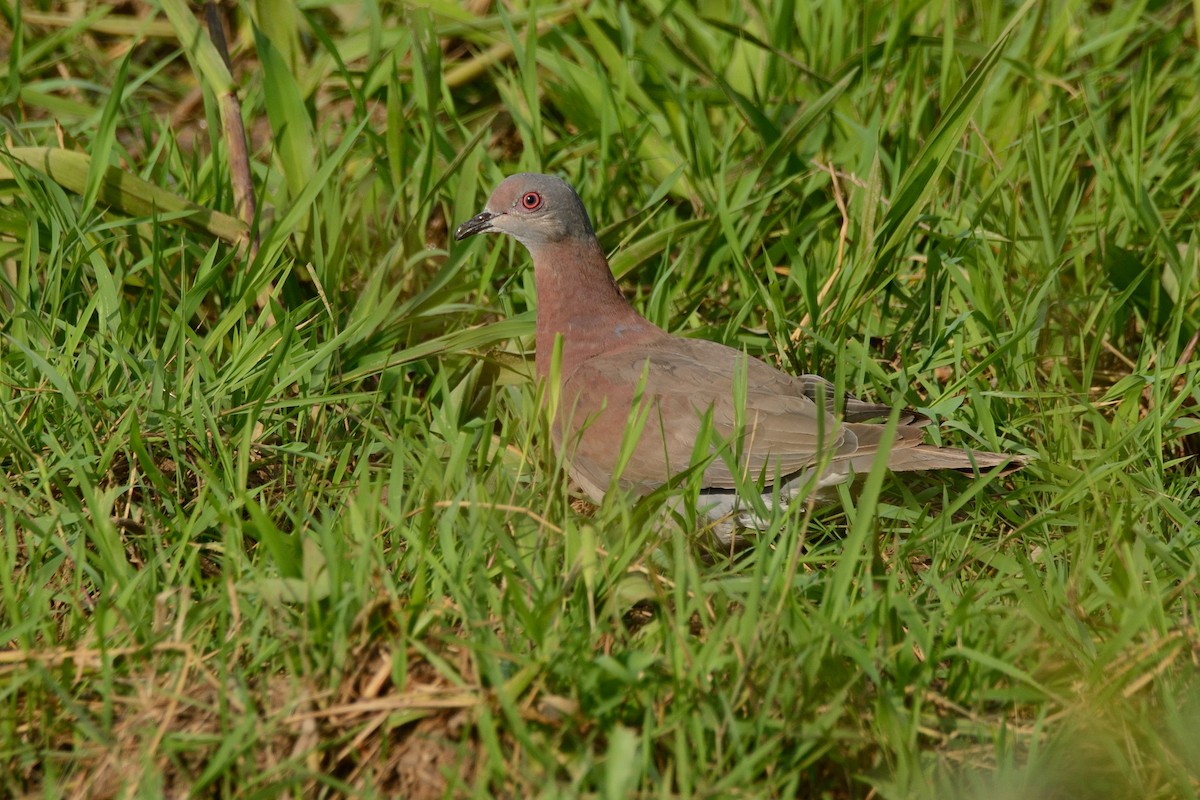 Pale-vented Pigeon - Miguel Aguilar @birdnomad