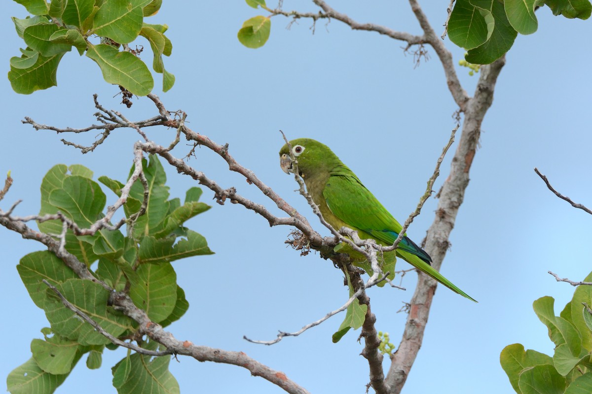 Olive-throated Parakeet - Miguel Aguilar @birdnomad