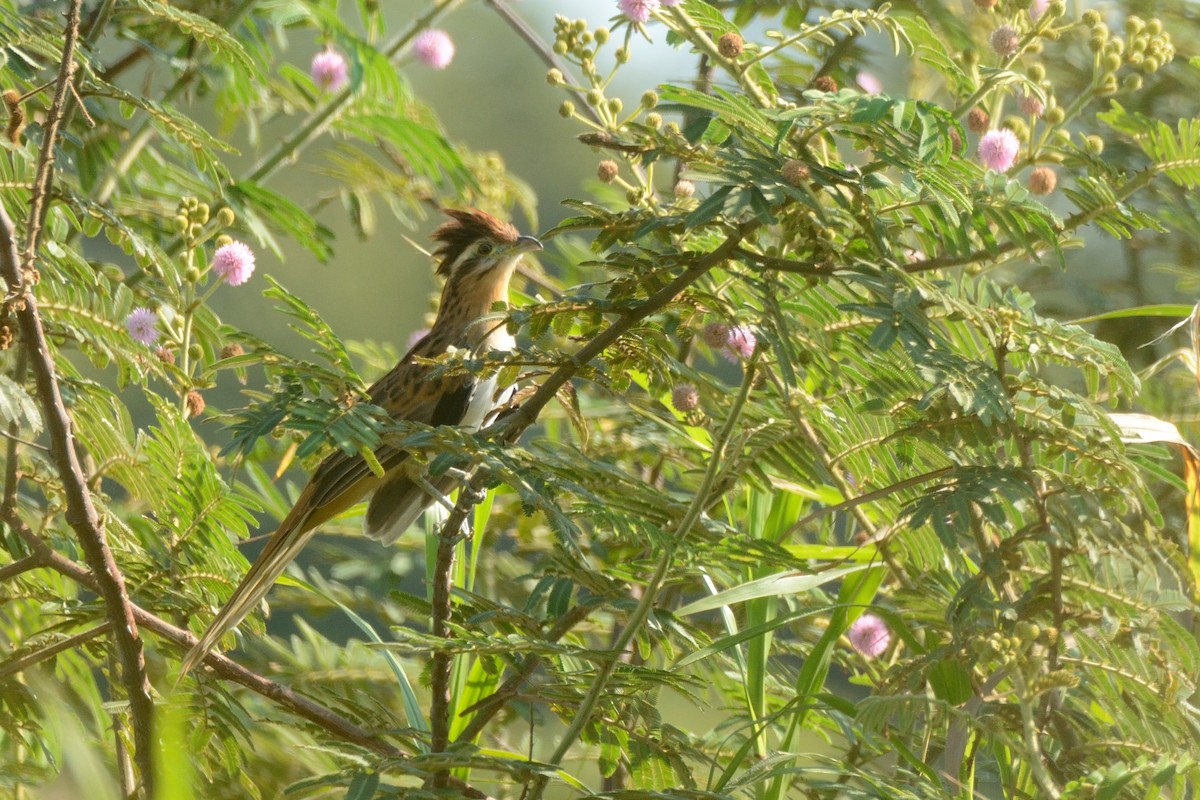Striped Cuckoo - Miguel Aguilar @birdnomad