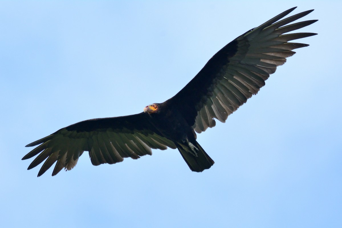 Lesser Yellow-headed Vulture - Miguel Aguilar @birdnomad