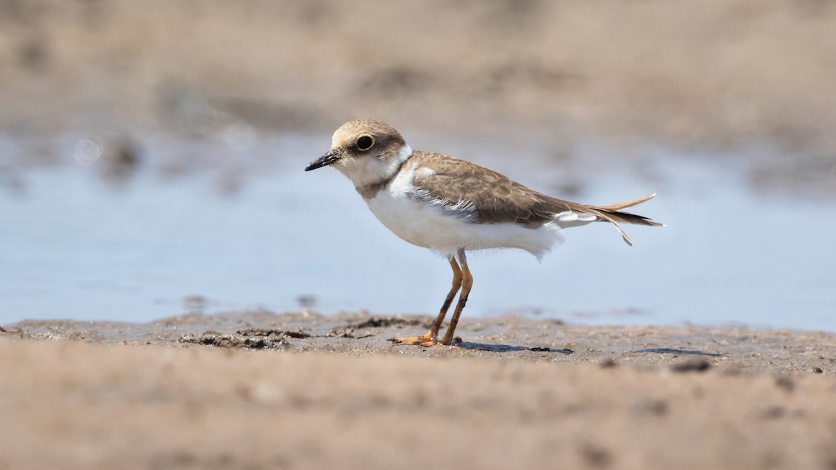 Little Ringed Plover - Chris Young