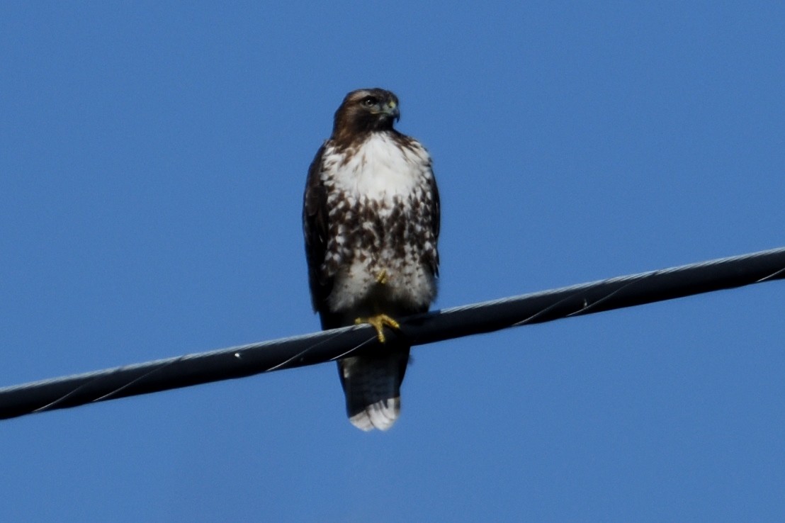 Red-tailed Hawk - ML124812811