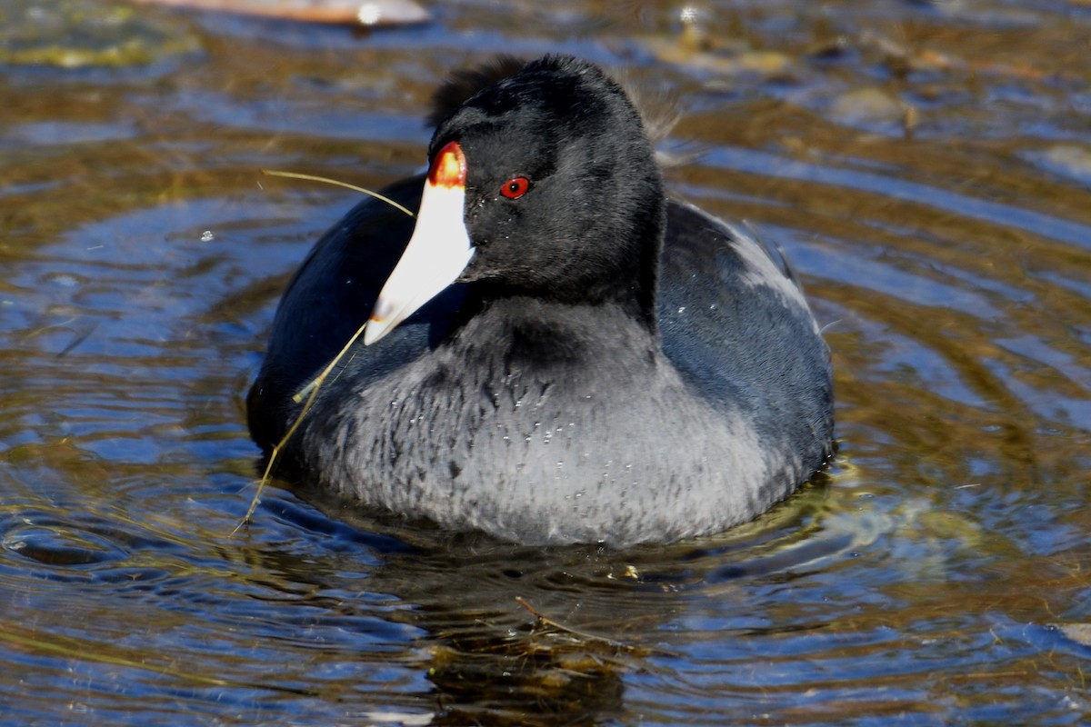 American Coot (Red-shielded) - ML124813491