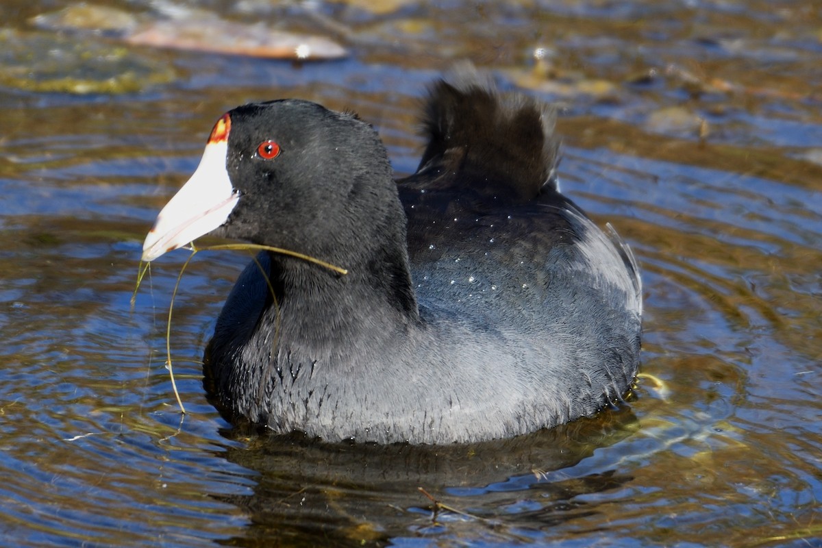 American Coot (Red-shielded) - ML124813501