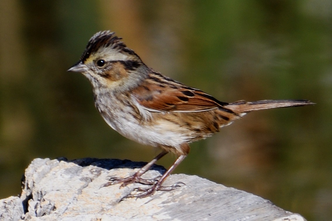 Swamp Sparrow - ML124814161