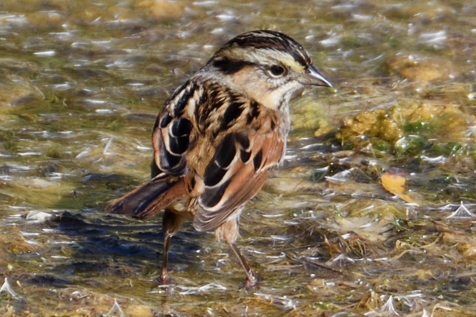Swamp Sparrow - ML124814171