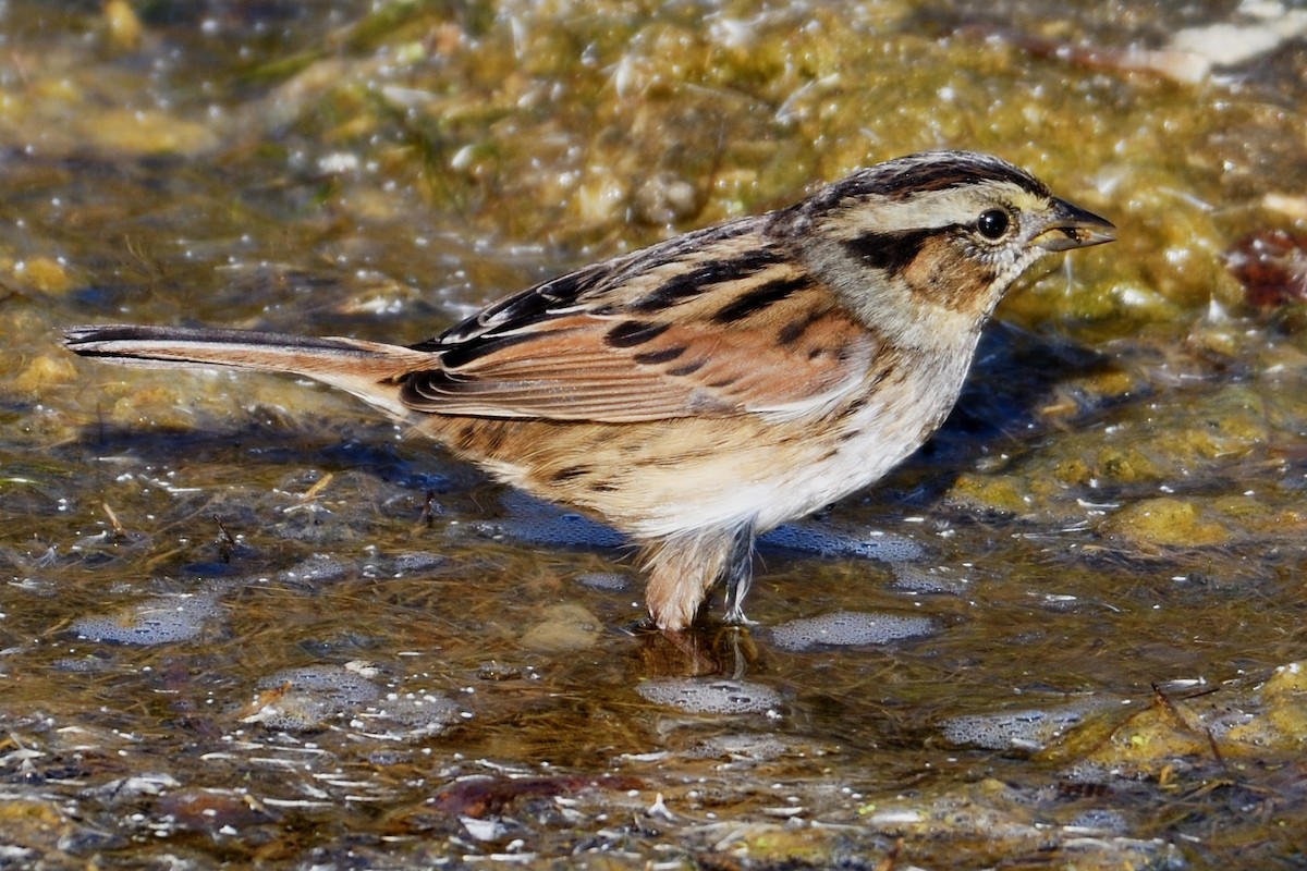 Swamp Sparrow - ML124814201