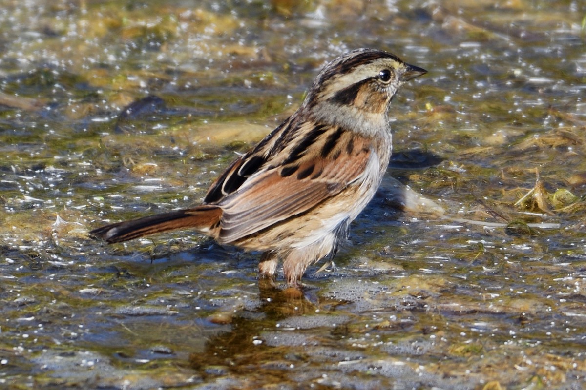 Swamp Sparrow - ML124814211