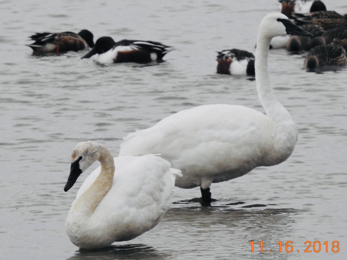 Trumpeter Swan - M. Poort