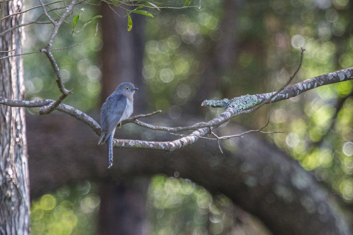 Fan-tailed Cuckoo - Ramit Singal