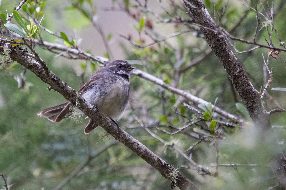 Gray Fantail (albiscapa) - ML124818451