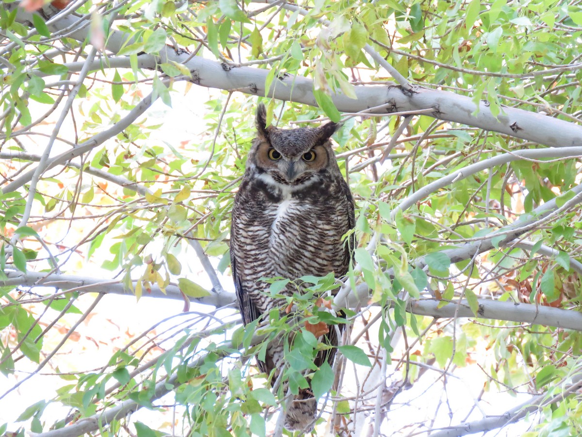 Great Horned Owl - ML124820751