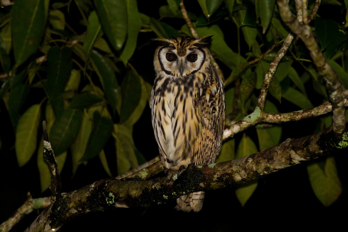 Striped Owl - ML124820831