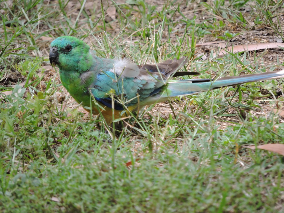 Red-rumped Parrot - ML124821821