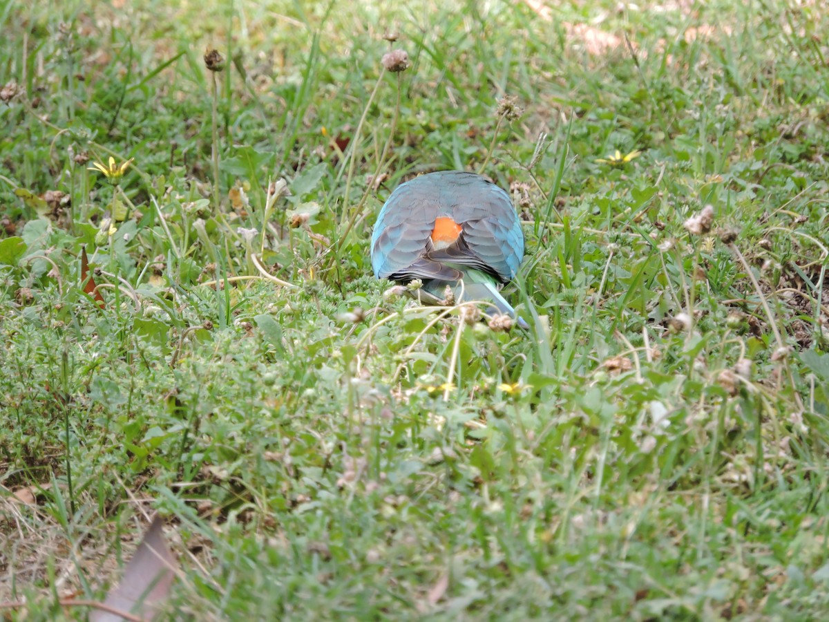 Red-rumped Parrot - ML124821831