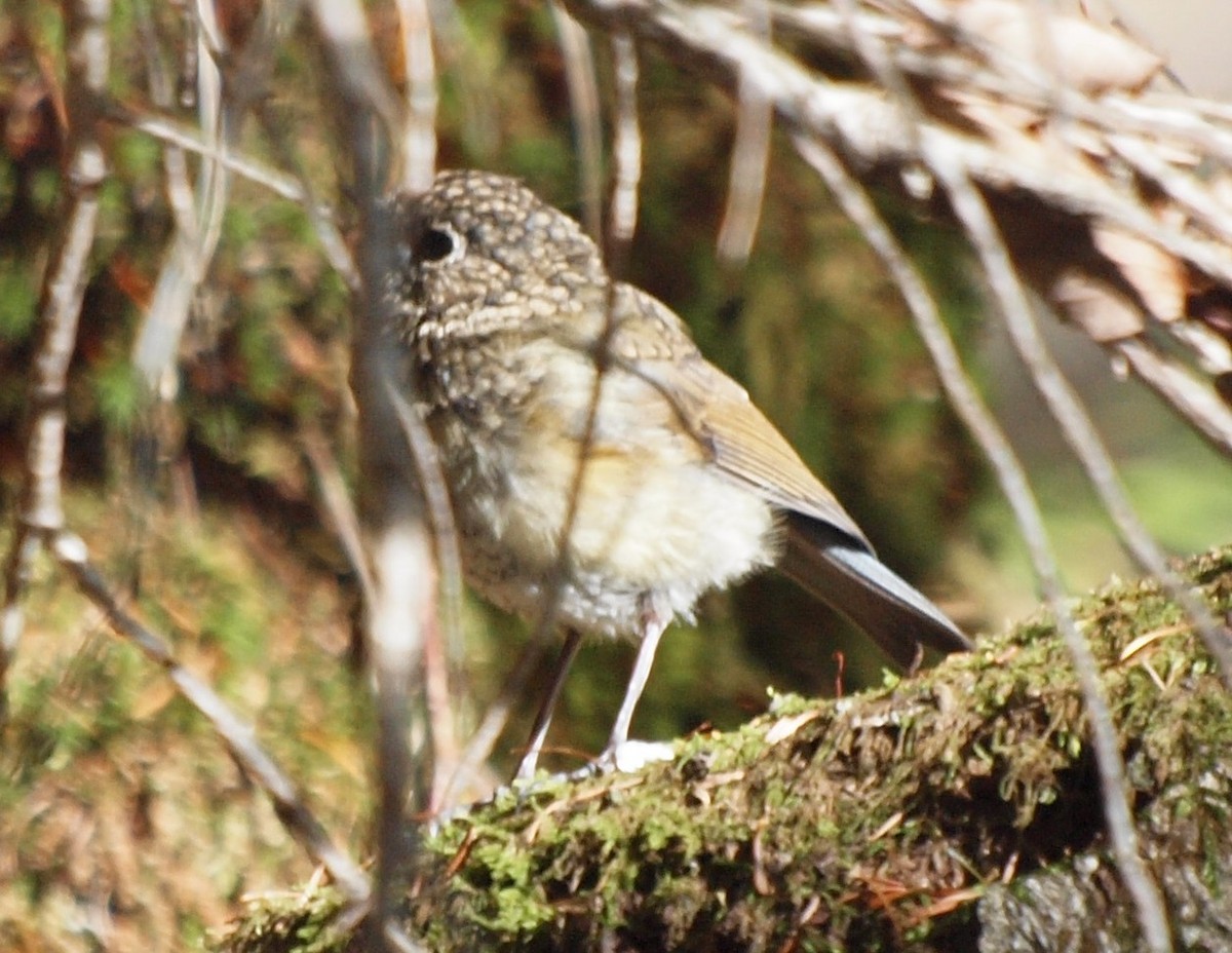 Red-flanked Bluetail - ML124821881