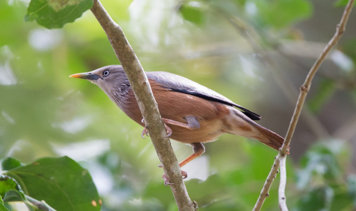 Chestnut-tailed Starling - ML124823821