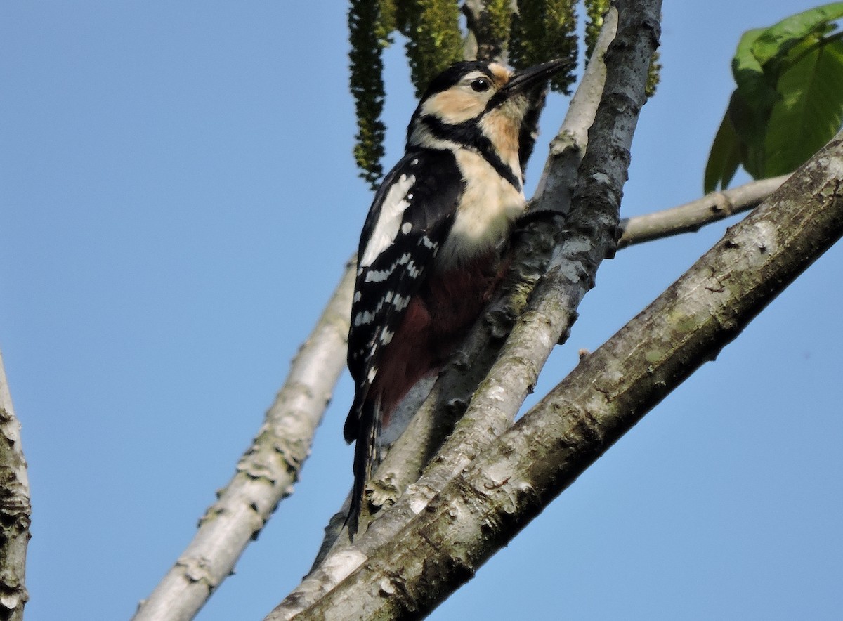 Great Spotted Woodpecker - Yoshio Akasaka
