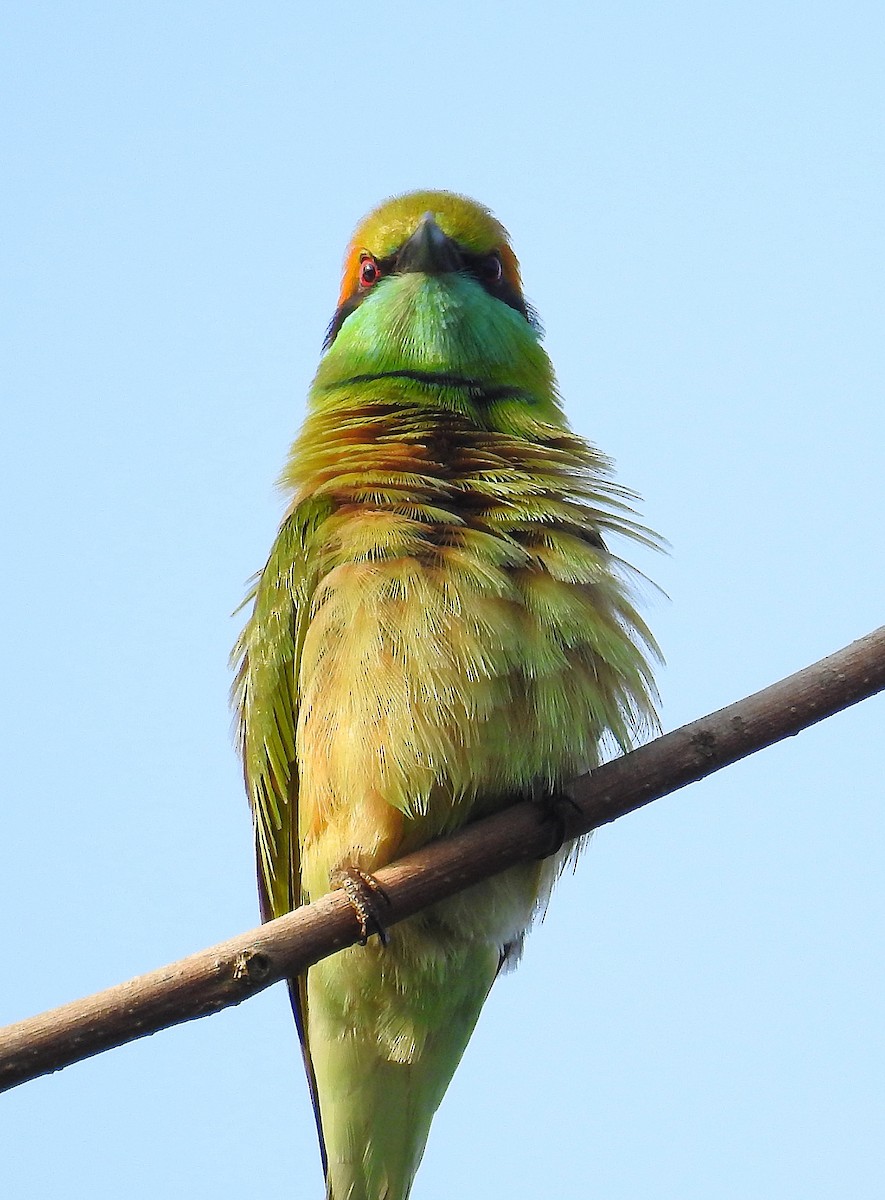 Asian Green Bee-eater - Afsar Nayakkan