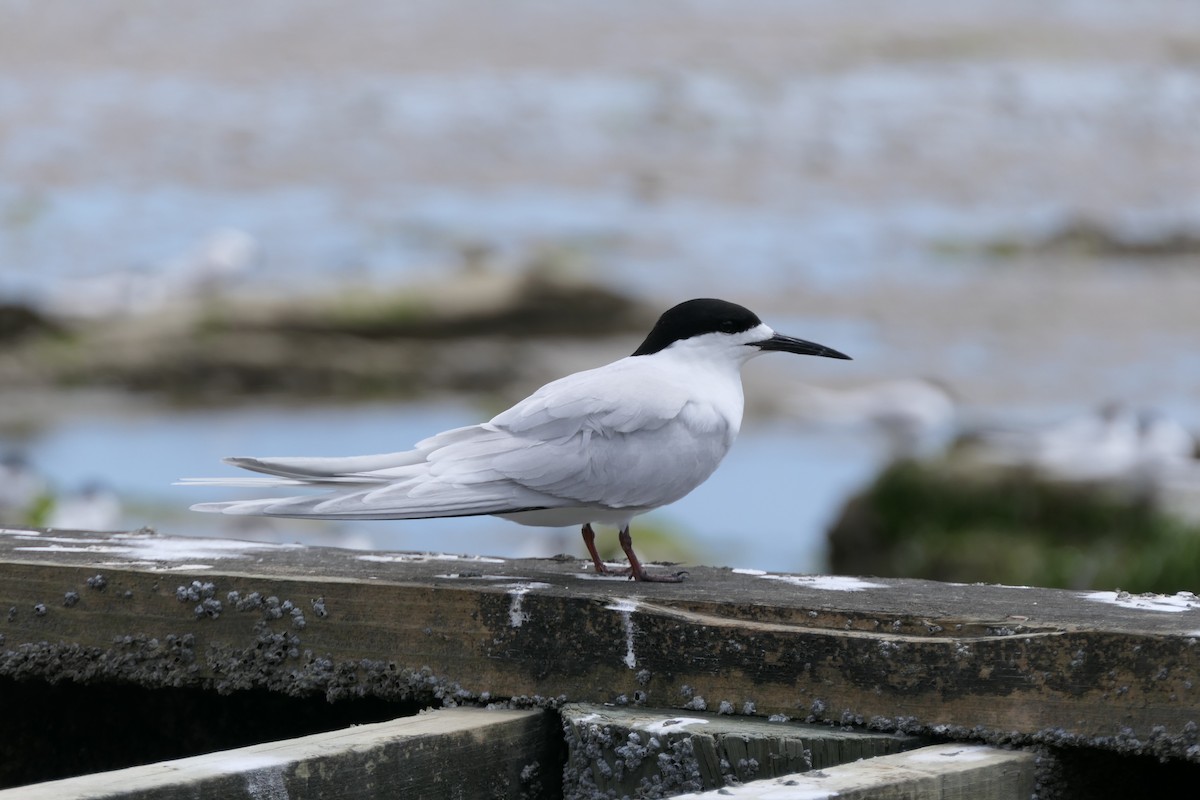 White-fronted Tern - ML124832221