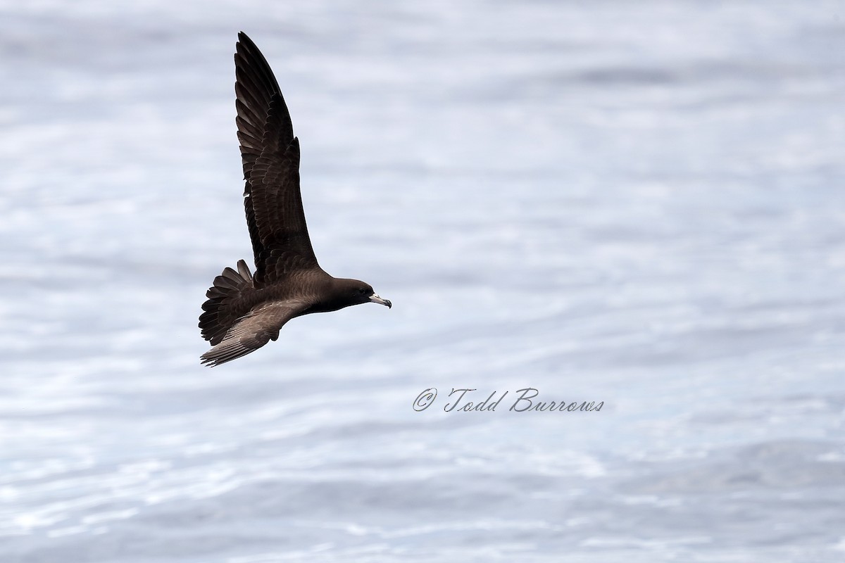 Flesh-footed Shearwater - Todd Burrows