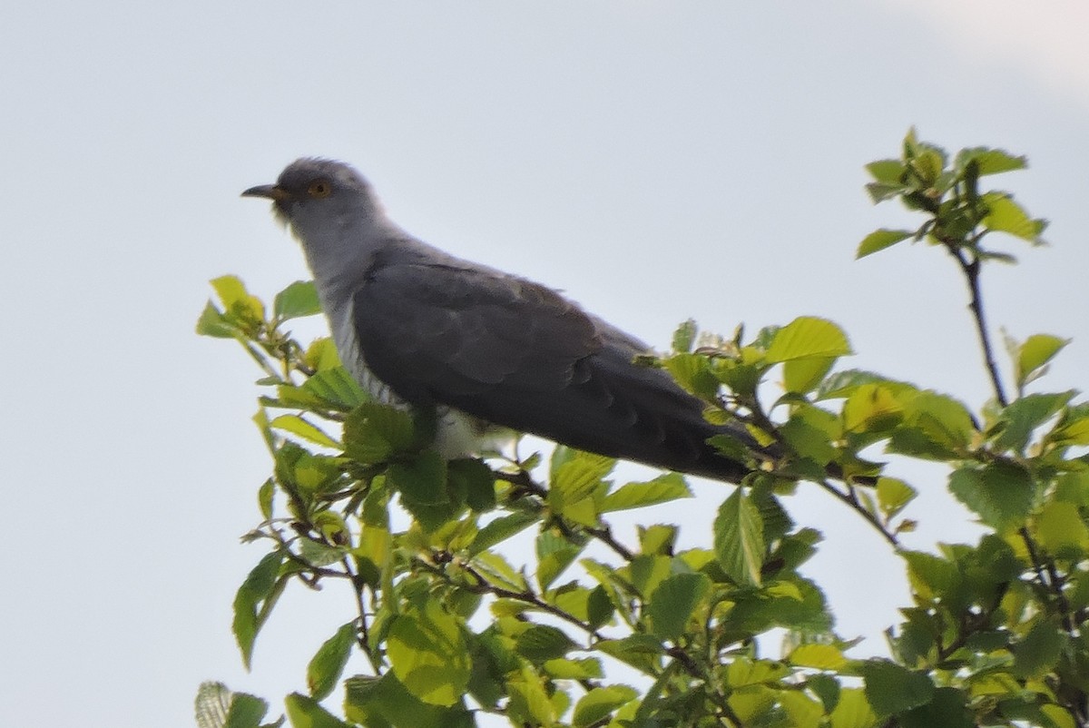 Common Cuckoo - Yoshio Akasaka