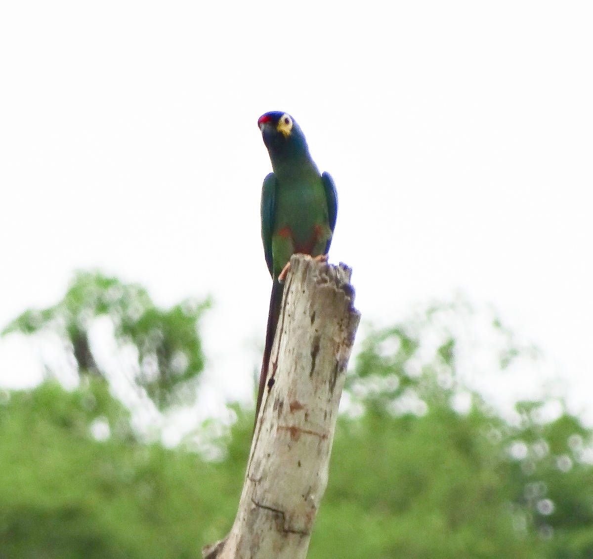 Blue-winged Macaw - Alison Van Keuren
