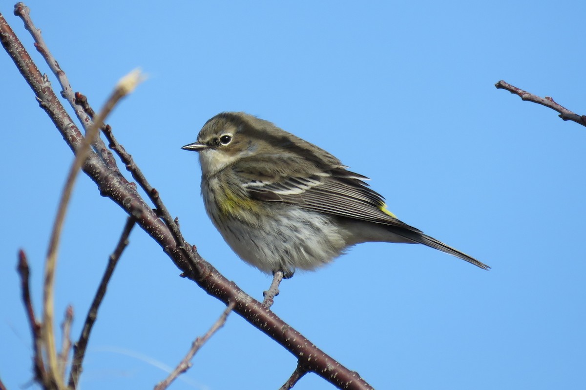 Yellow-rumped Warbler - Patricia and Richard Williams