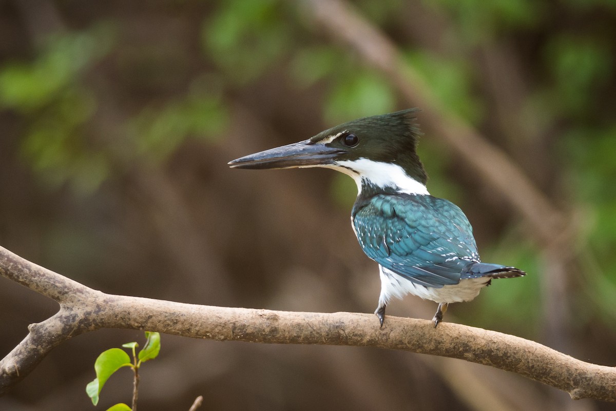 Amazon Kingfisher - Claudia Brasileiro