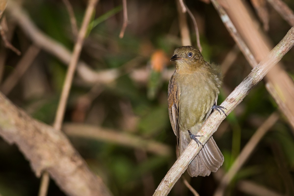 Brown-winged Schiffornis - ML124843621
