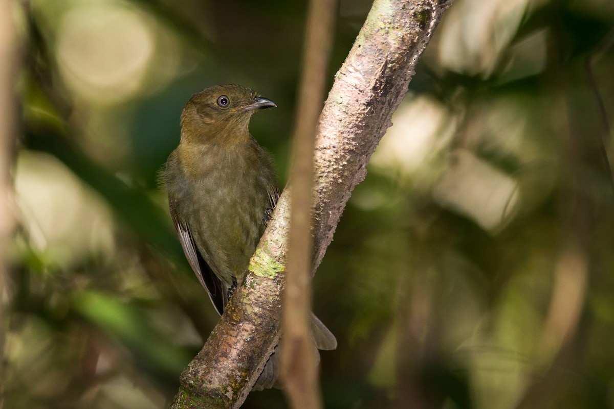 Brown-winged Schiffornis - ML124843631
