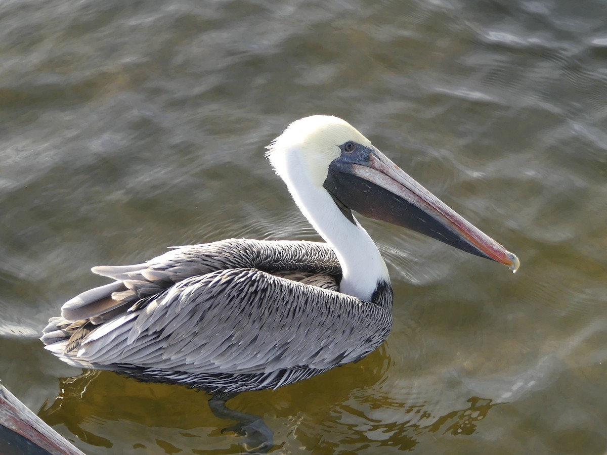 pelikán hnědý - ML124844751