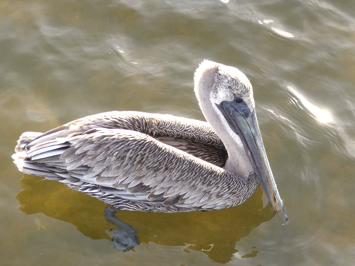 pelikán hnědý - ML124844771