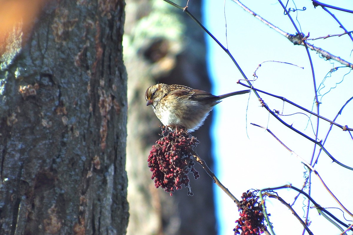 White-throated Sparrow - Deirdre Robinson